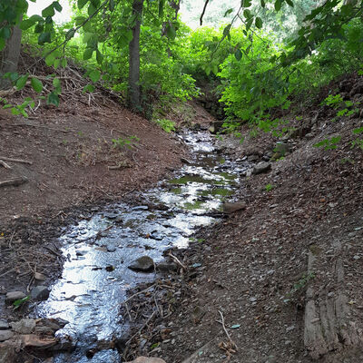 Foto: Kreis Olpe . Auch in der Marmecke in Kirchhundem ist der Wasserstand deutlich zu niedrig.
