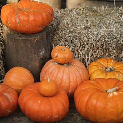 Symbolbild Herbst, K�rbisse